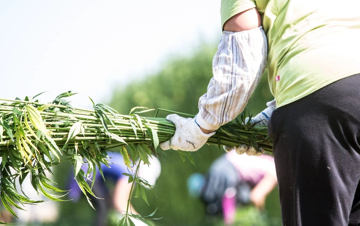 Juditos Grigelytės (VŽ) nuotr.