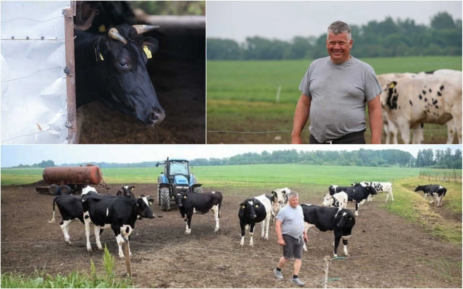 VŽ montažas. Manfredo Skroblio pieno ūkis.  Vladimiro Ivanovo (VŽ) nuotr.
