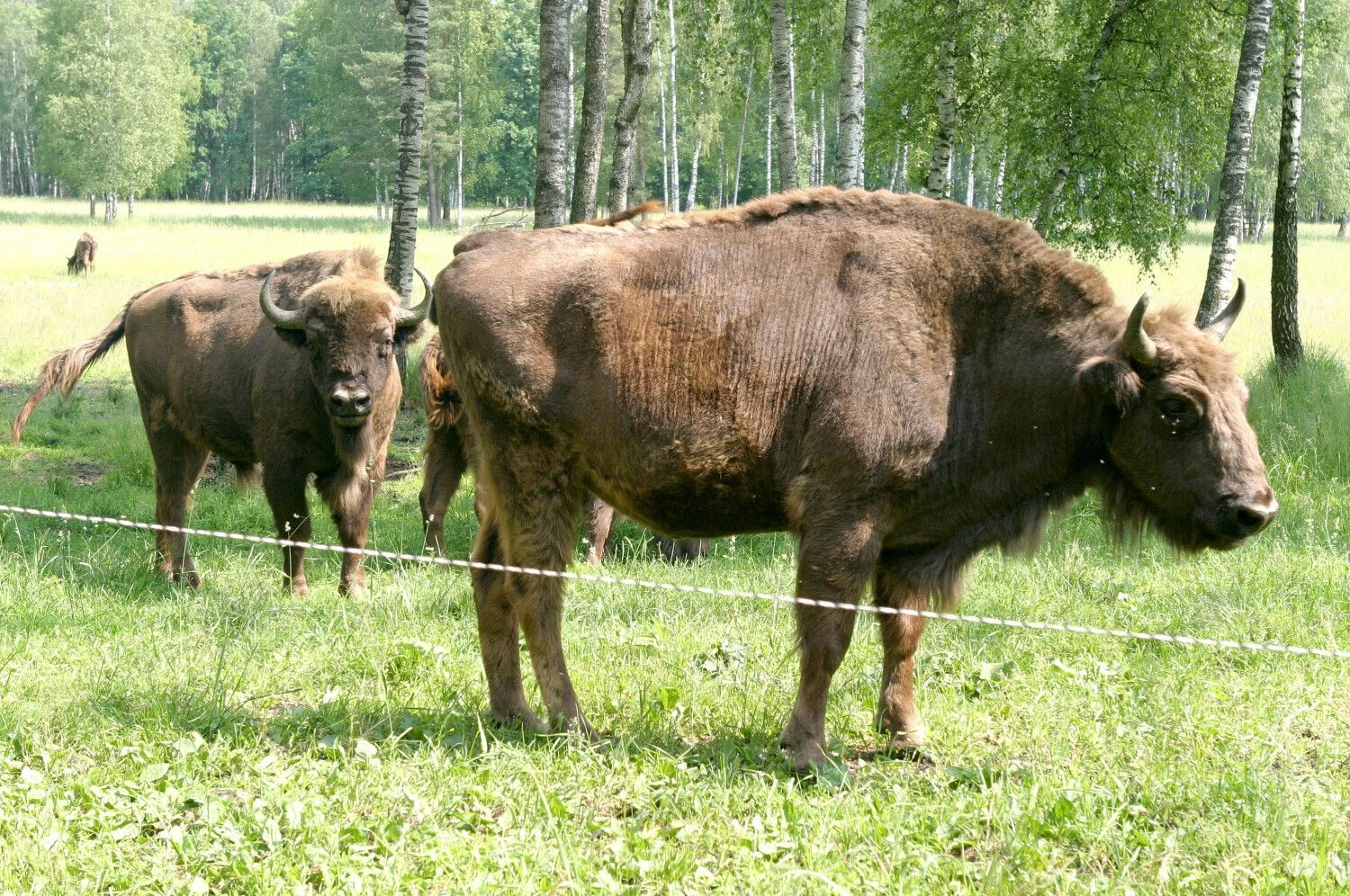 Arūnos Švelnos (BNS) nuotr.