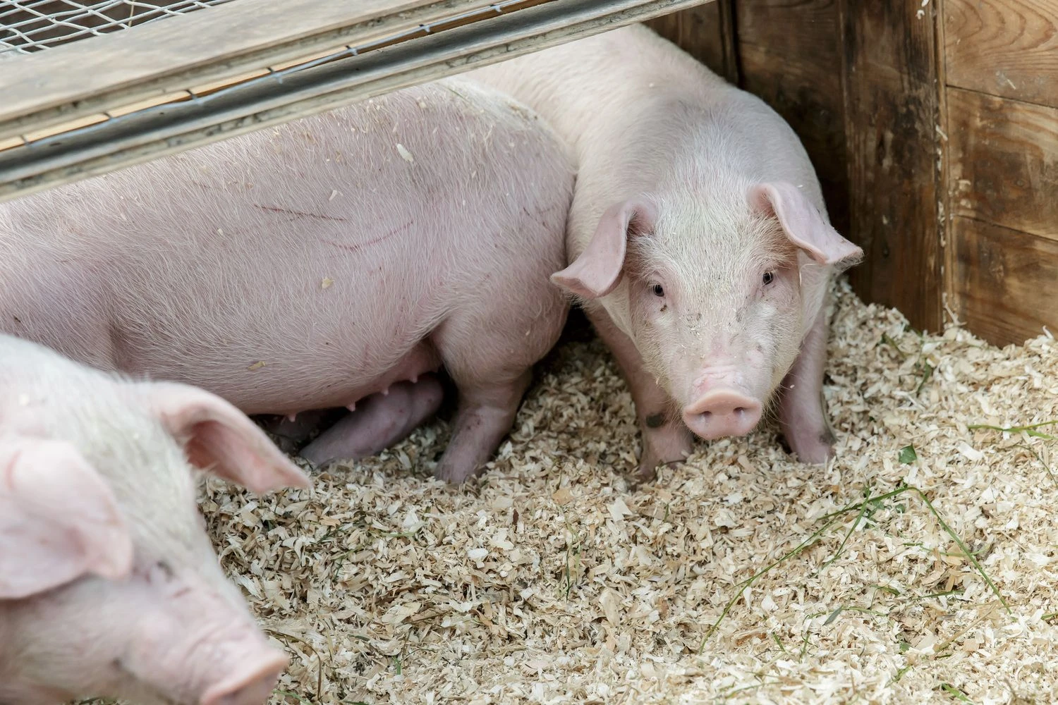 Vladimiro Ivanovo (VŽ) nuotr. 