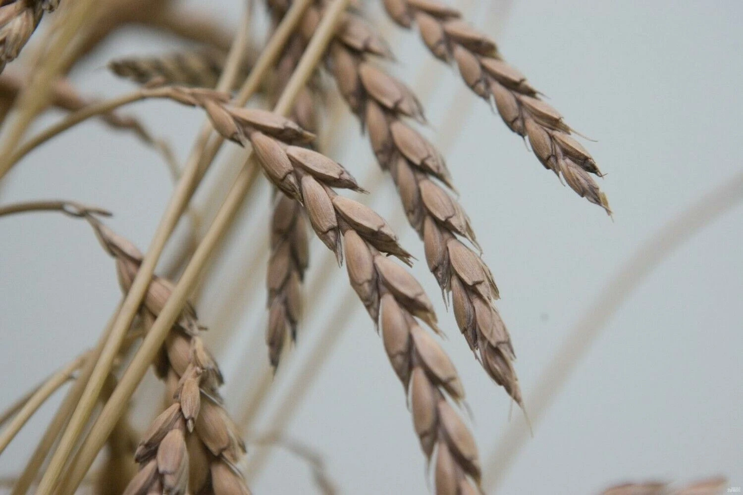 Juditos Grigelytės (VŽ) nuotr.