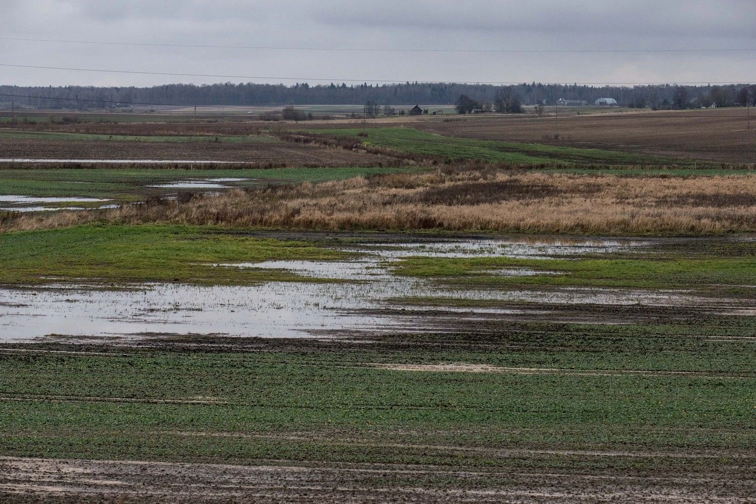 Juditos Grigelytės (VŽ) nuotr.