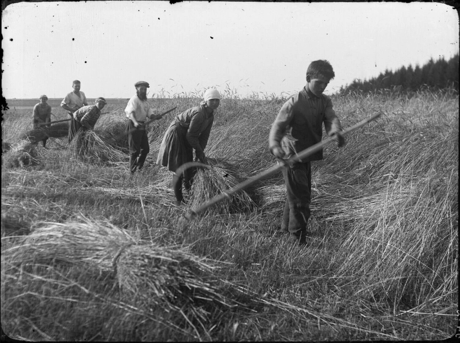 Rugių rišimas į gubas laikytas bene sunkiausiu darbu moteriai. Balys Buračas. Nacionalinio M. K. Čiurlionio dailės muziejaus archyvas.