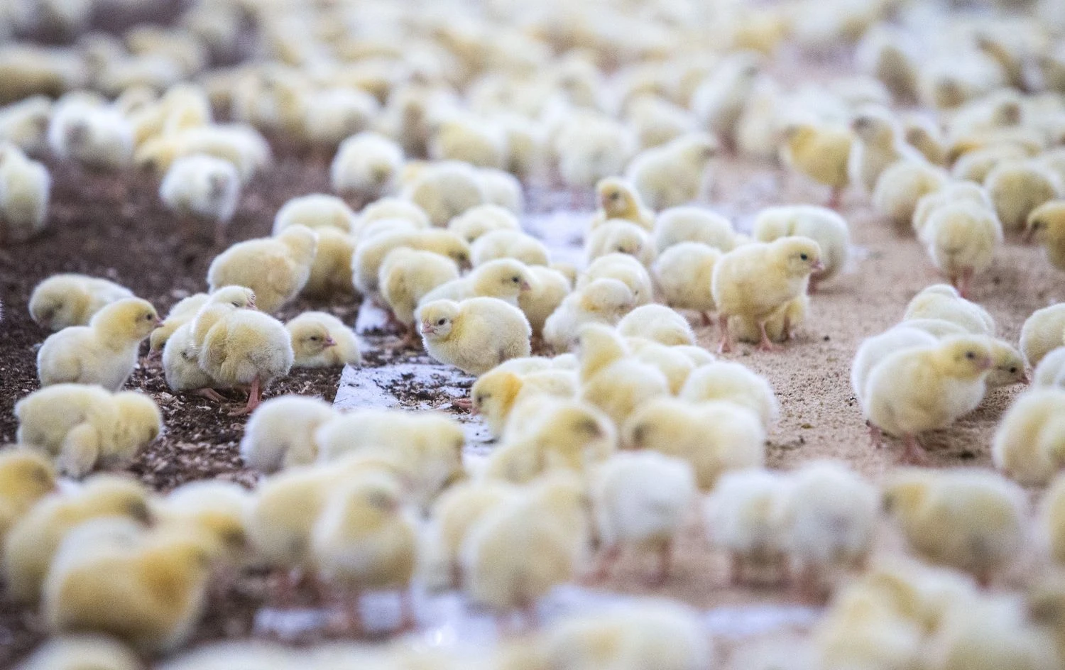 Juditos Grigelytės (VŽ) nuotr. 