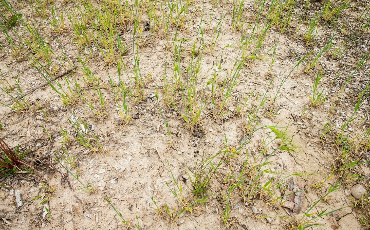 Juditos Grigelytės (VŽ) nuotr.