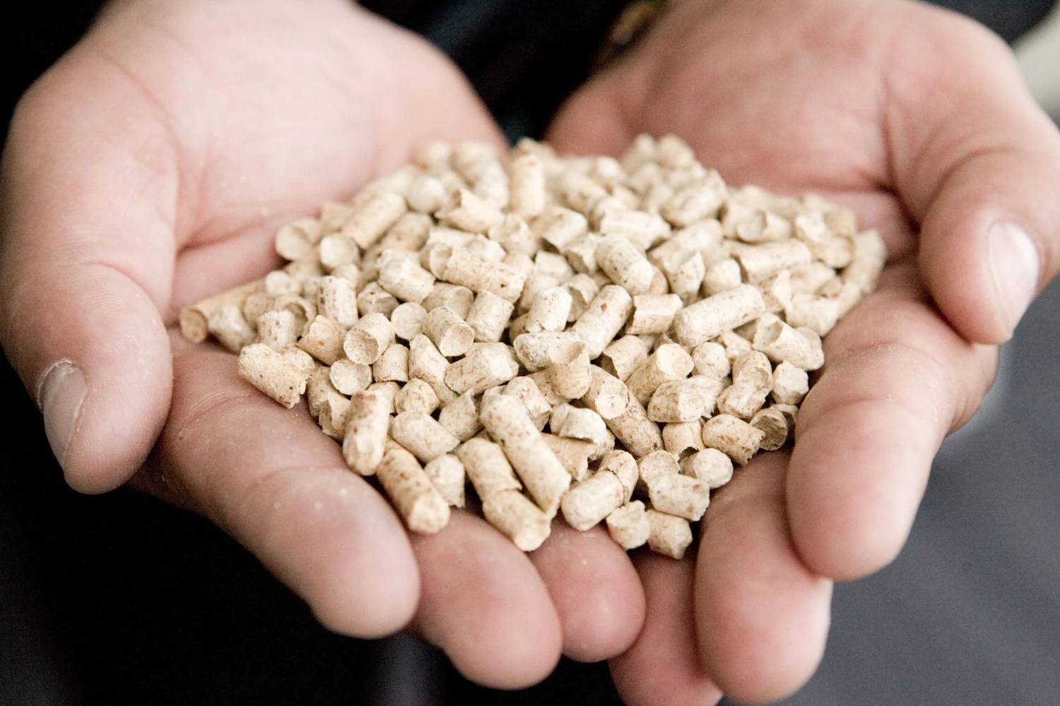 Į itin perspektyviu laikytą medienos granulių verslą smarkiai perinvestuota: pasauliniai granulių gamybos pajėgumai beveik du kartus viršija produkto paklausą. Vladimiro Ivanovo (VŽ) nuotr.