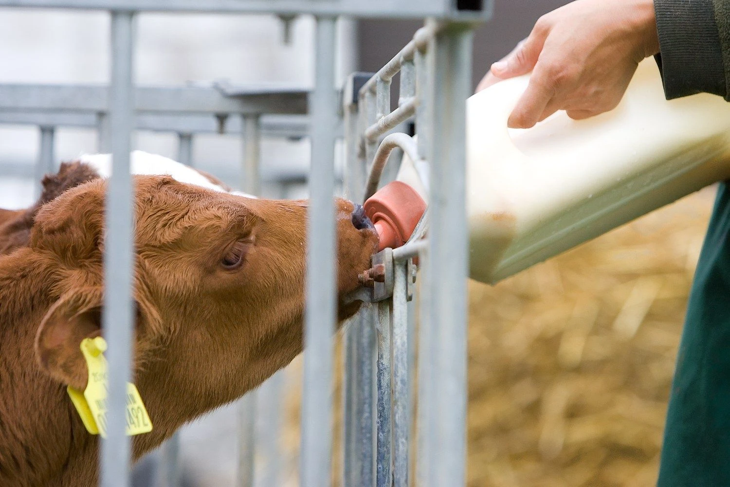 Juditos Grigelytės (VŽ) nuotr.