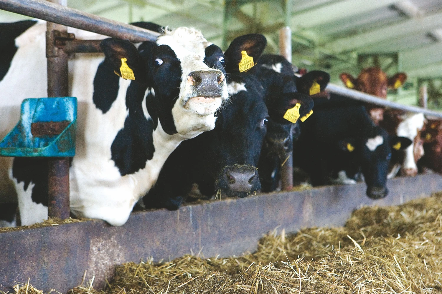 Net ir mažėjant karvių skaičiui pieno primelžiama vis daugiau. Juditos Grigelytės (VŽ) nuotr.