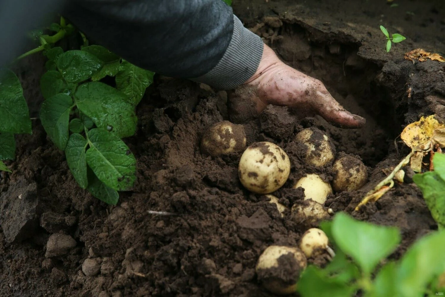 Vladimiro Ivanovo (VŽ) nuotr.