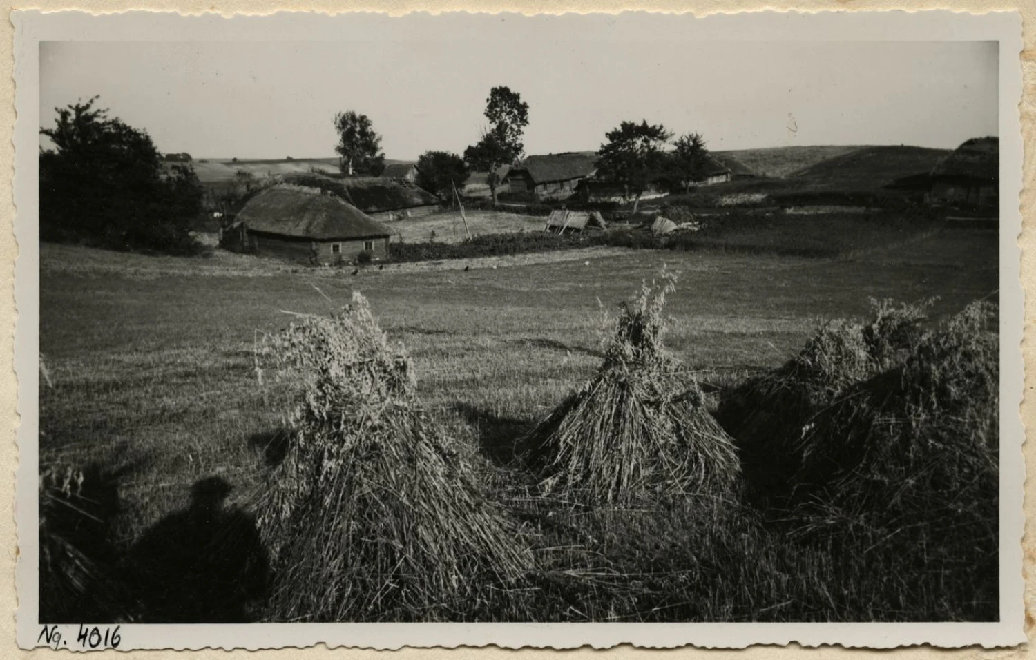 1914 m. vasara Lietuvos kaime buvo ypač prasta. Šiaulių „Aušros“ muziejus, Stasio Vaitkaus nuotr.