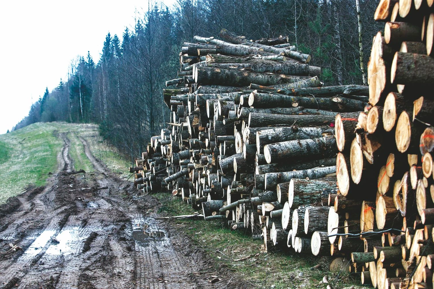 Juditos Grigelytės (VŽ) nuotr.