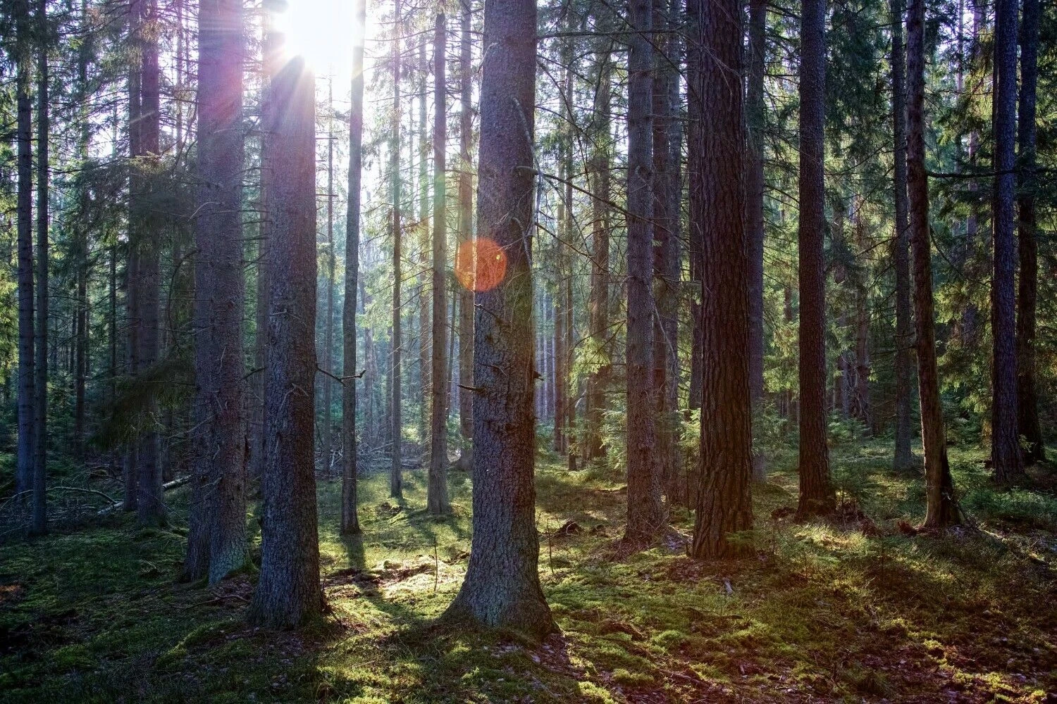 Valstybinių miškų urėdija teigia, naudoti tausojančią techniką ypač aktualu ekosistemų apsaugos ir rekreaciniuose miškuose, saugomose teritorijose.