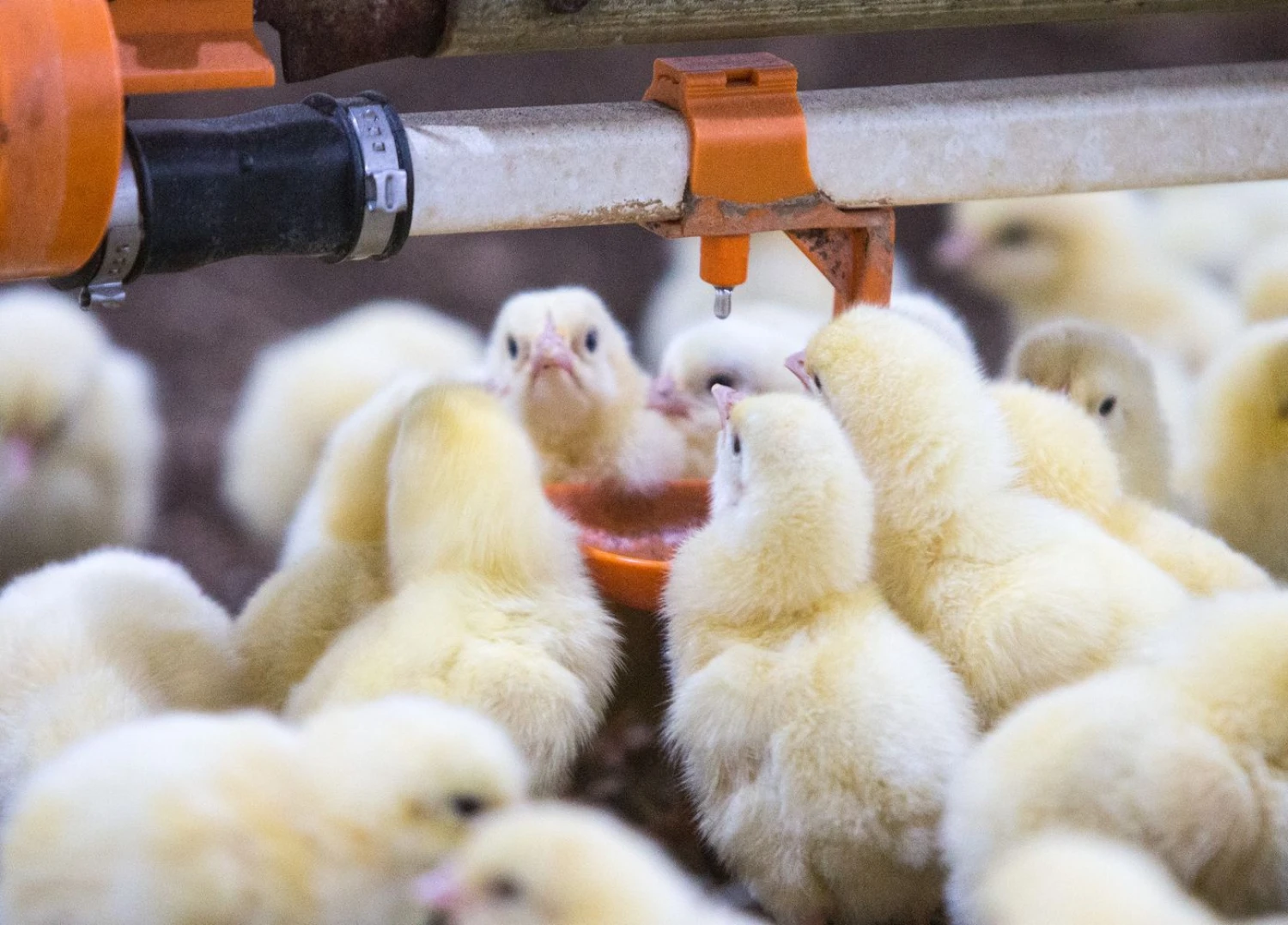 Juditos Grigelytės (VŽ) nuotr.