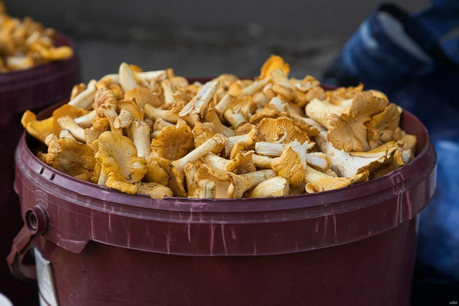 Vladimiro Ivanovo (VŽ) nuotr.