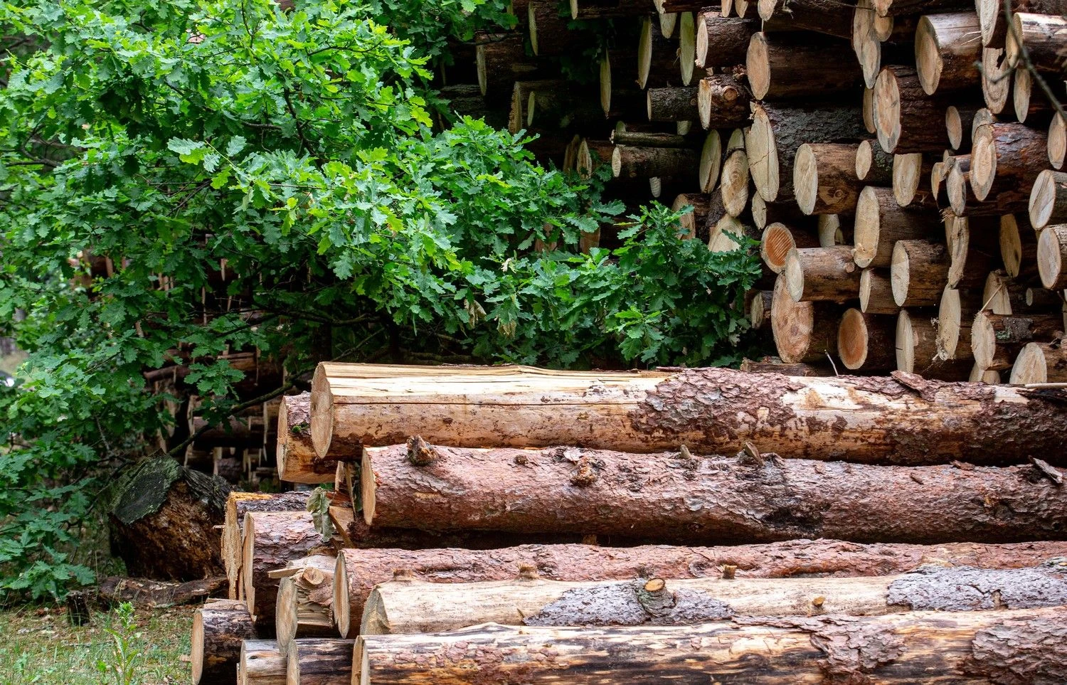 Juditos Grigelytės (VŽ) nuotr.