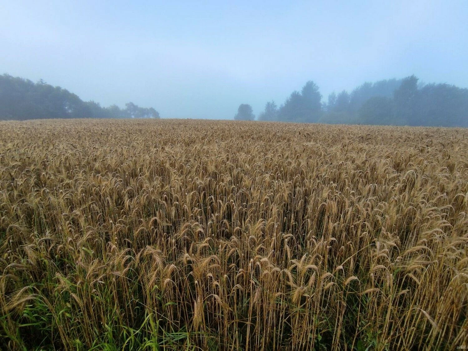 Vladimiro Ivanovo (VŽ) nuotr.