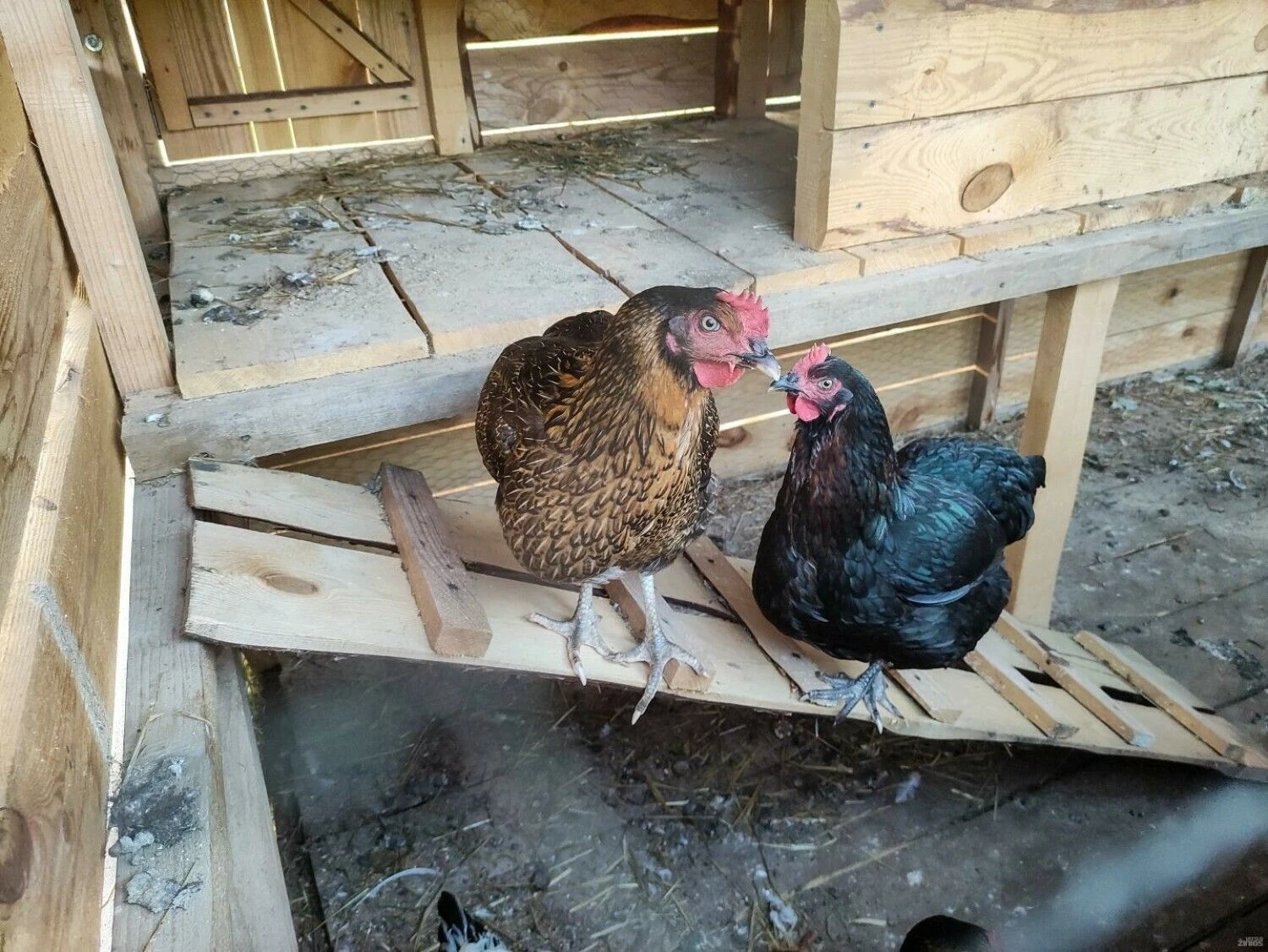 Vladimiro Ivanovo (VŽ) nuotr.