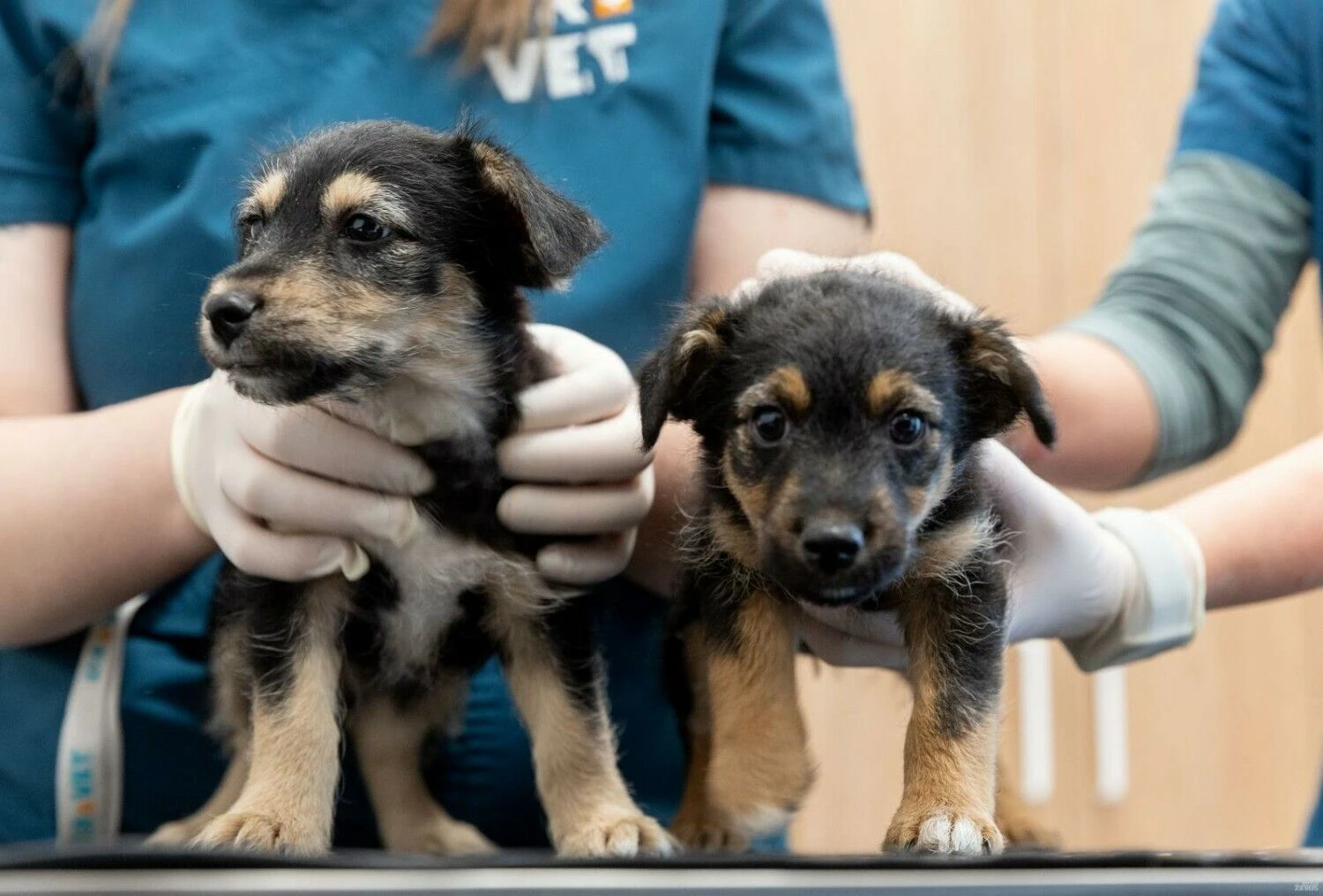 Juditos Grigelytės (VŽ) nuotr.