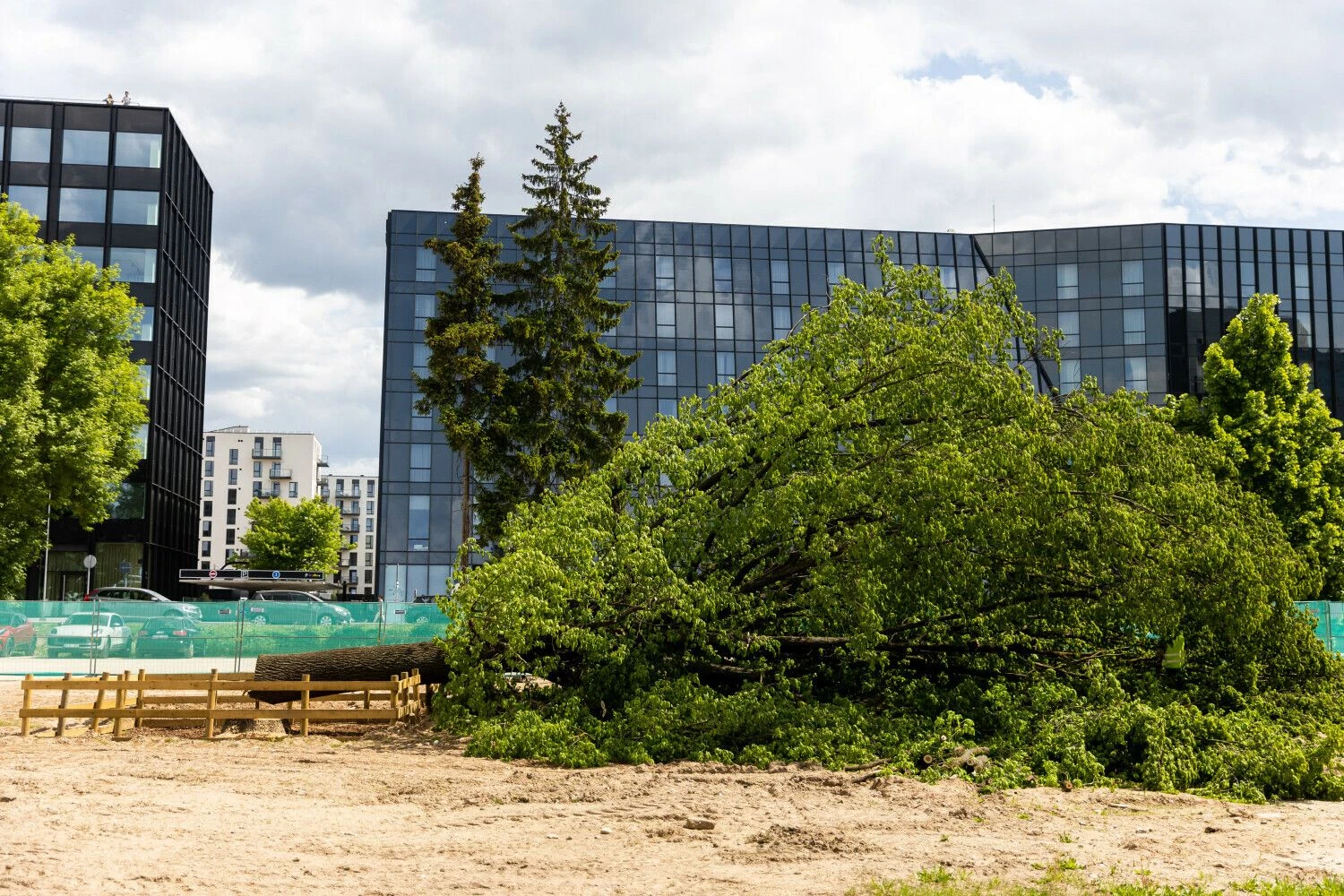 Rinktinės gatvėje nukirstas ąžuolas. Žygimanto Gedvilos (BNS) nuotr.