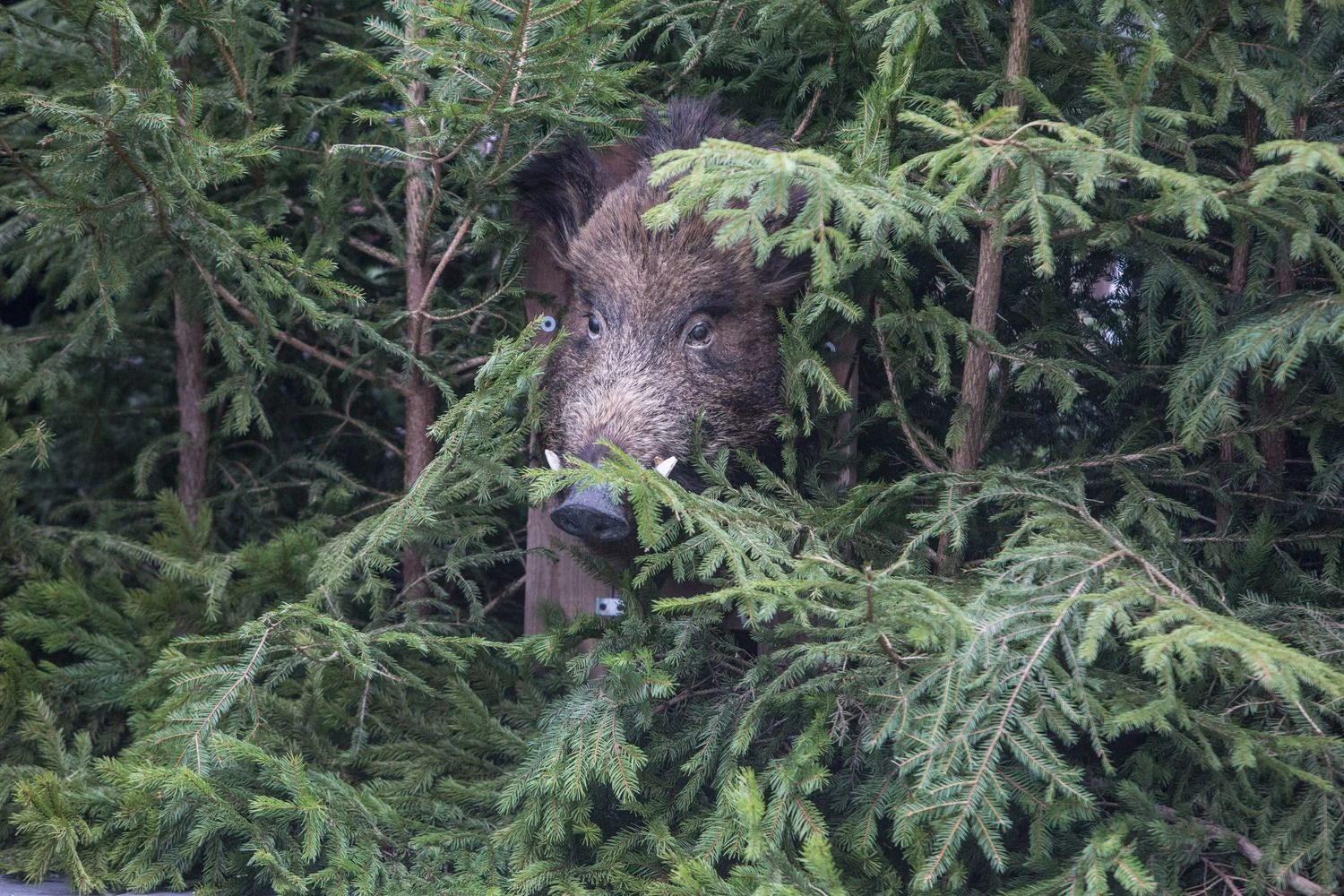Vladimiro Ivanovo (VŽ) nuotr. 