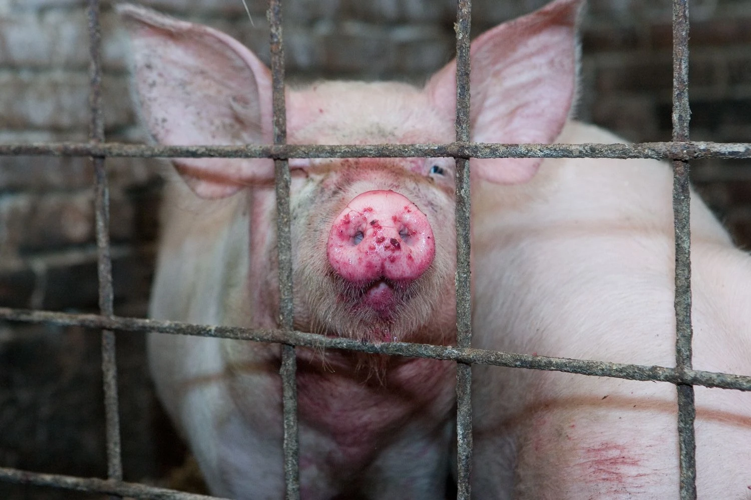 Juditos Grigelytės (VŽ) nuotr. 