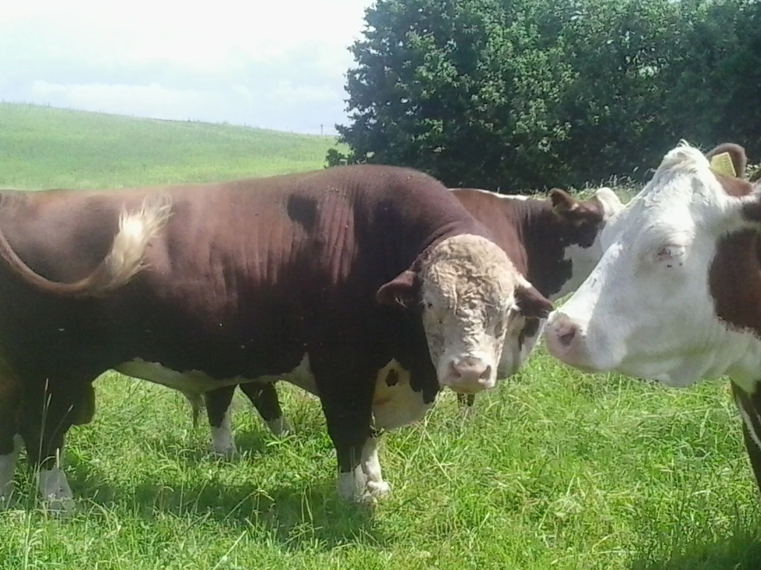 Mėsinių galvijų augintojai ir kooperatyvai tikisi, kad kainų kritimas bus paskata jungtis, ir tai pakeis visą verslą. Rasos Dževeckytės (VŽ) nuotr