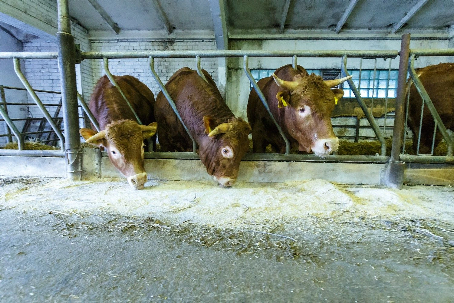 Vladimiro Ivanovo (VŽ) nuotr.