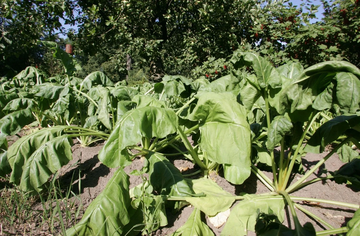 Violetos Bubelytės nuotr.