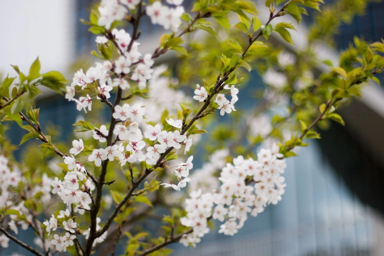 Kauno Nemuno saloje šiandien sodinamas sakurų parkas. Vladiimro Ivanovo nuotr.