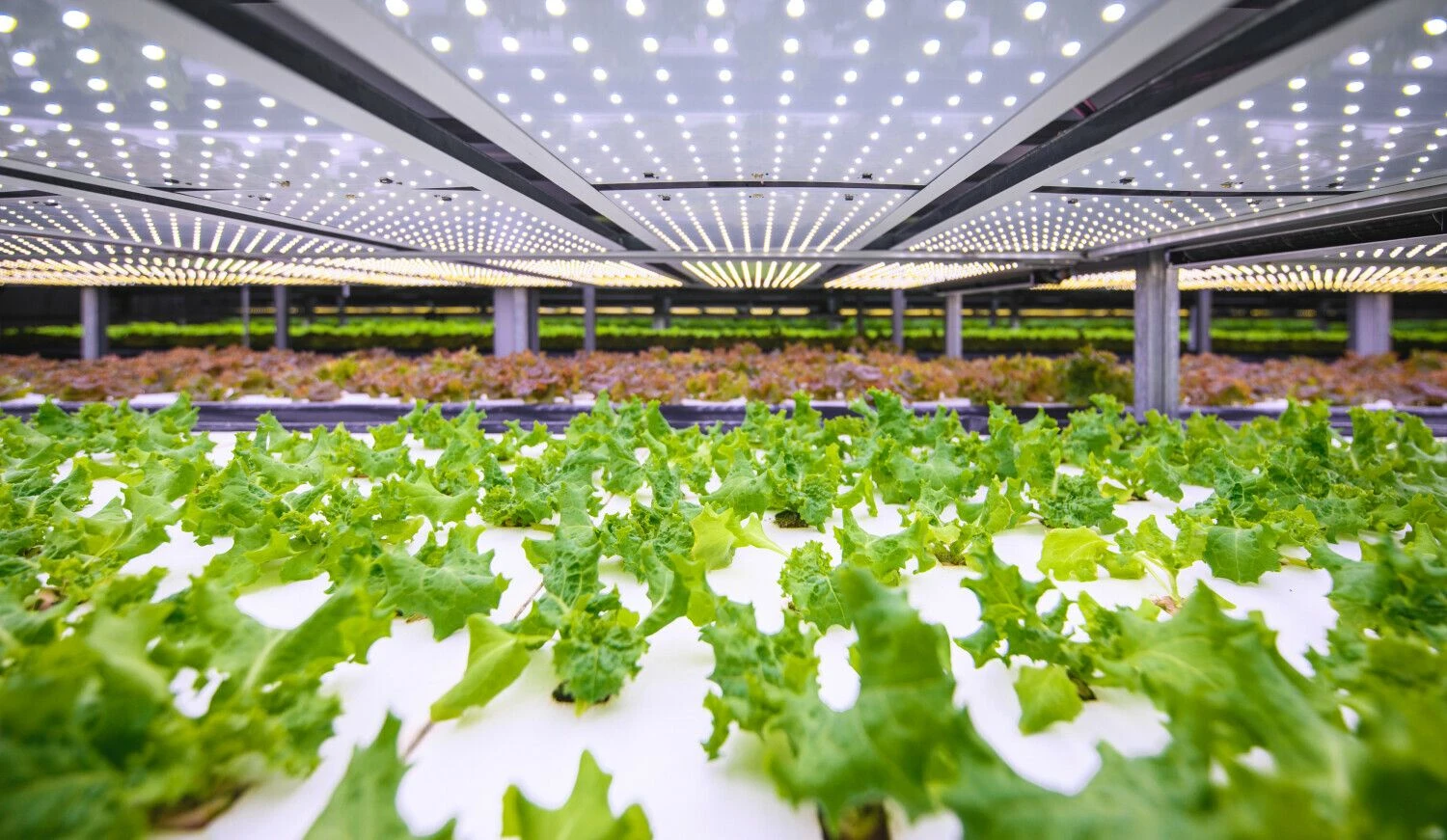 Salotų auginimas apie „YesHealth Group“ technologiją. Bendrovės nuotr.