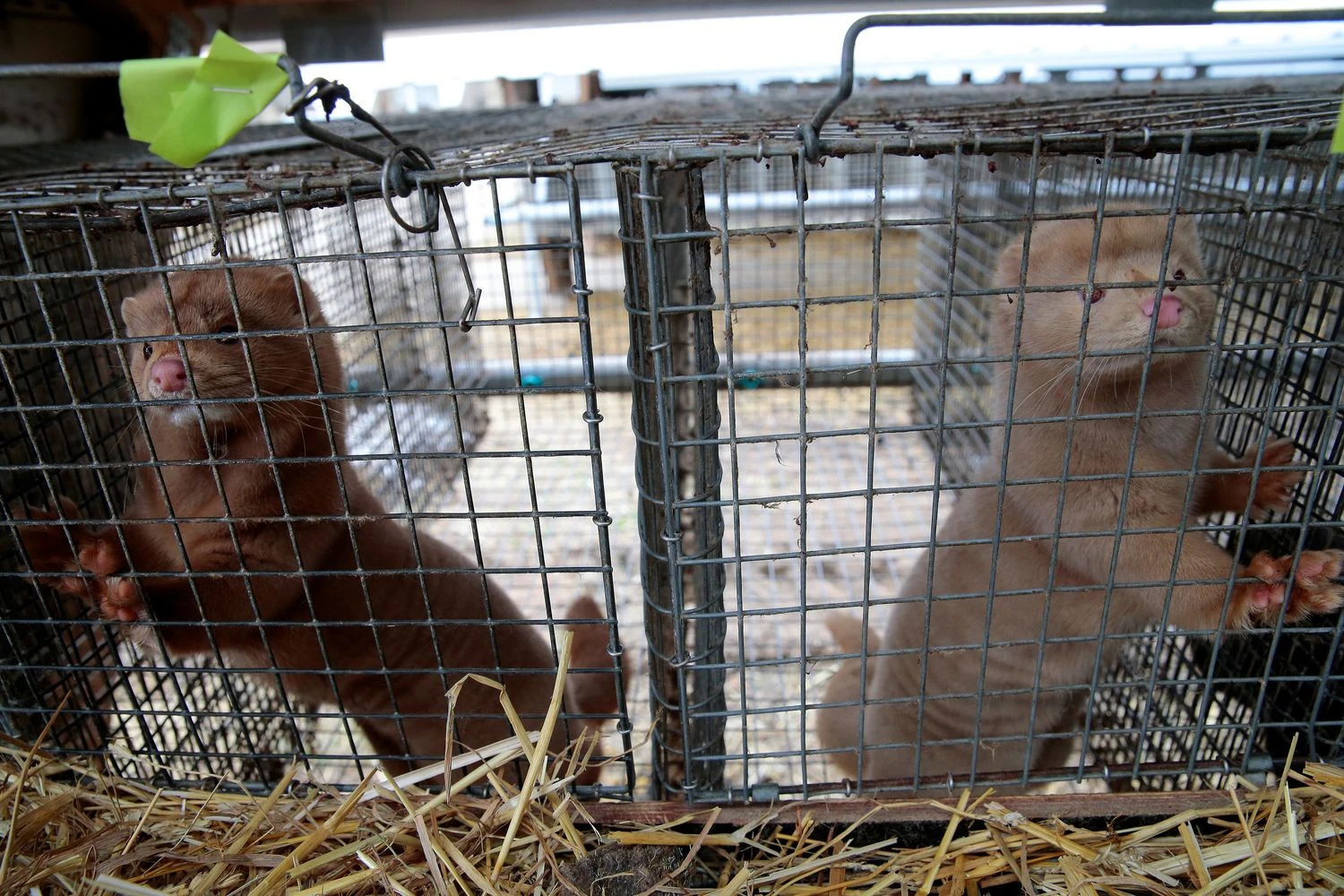 Vladimiro Ivanovo (VŽ) nuotr.