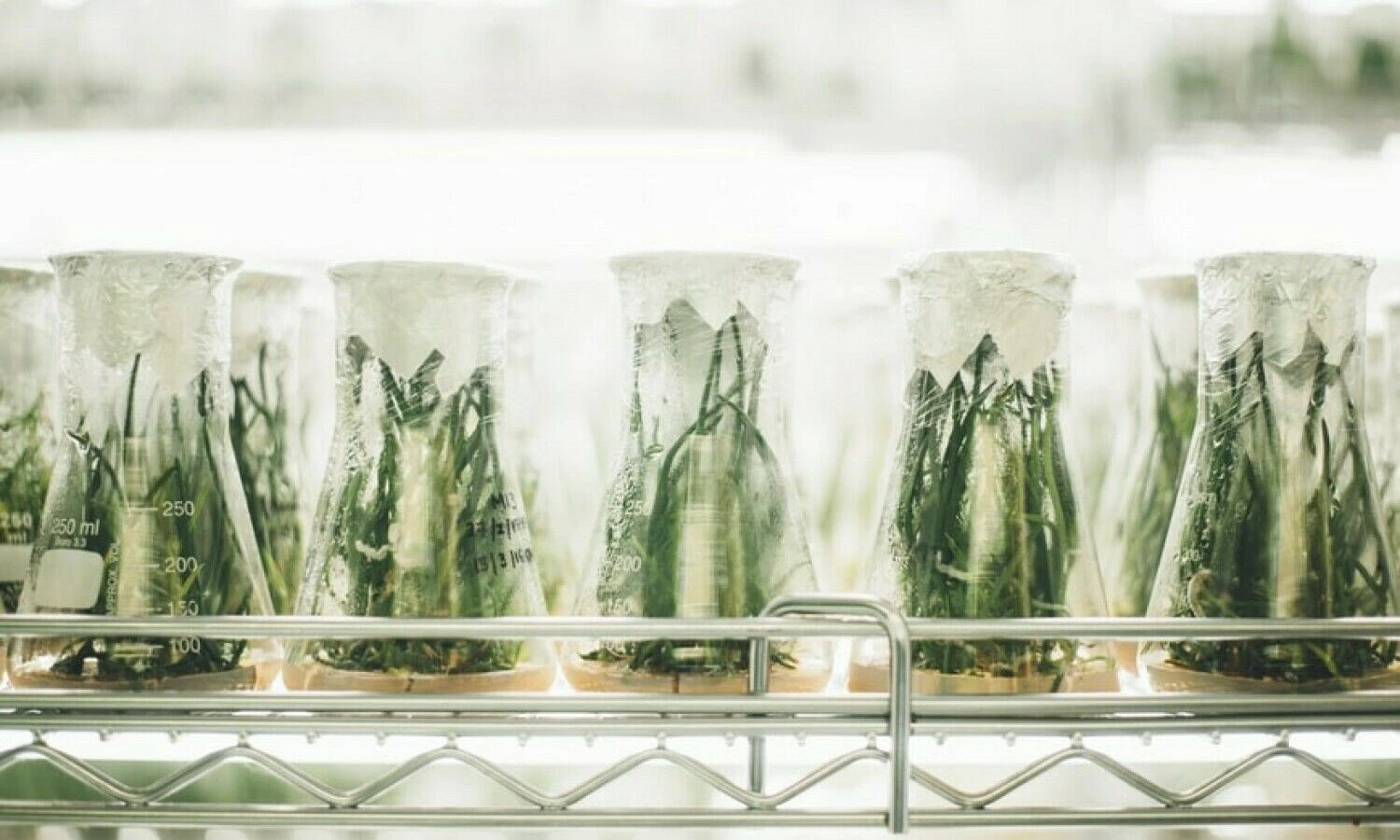 „Unsplash nuotr.“