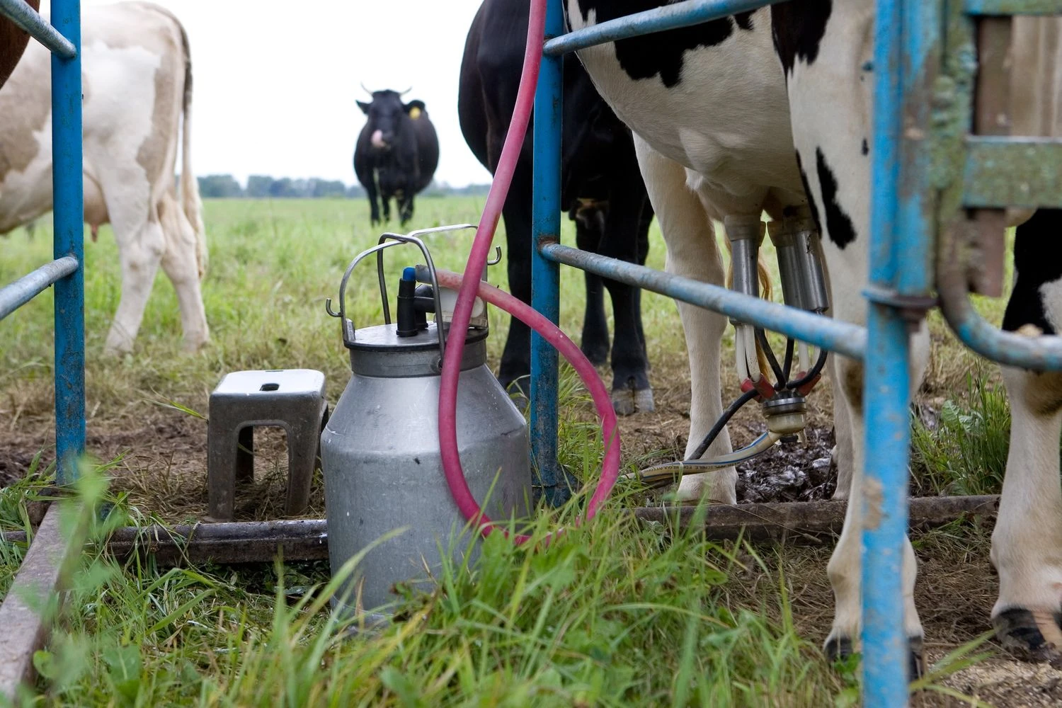 Juditos Grigelytės (VŽ) nuotr. 