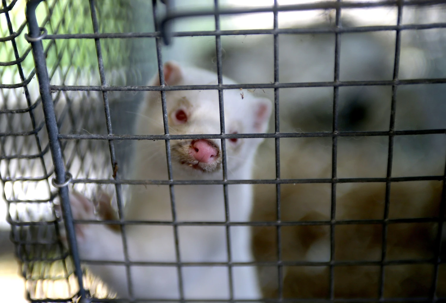 Lietuvoje kasmet išauginama apie 1,5 mln. audinių. Algimanto Barzdžiaus nuotr.