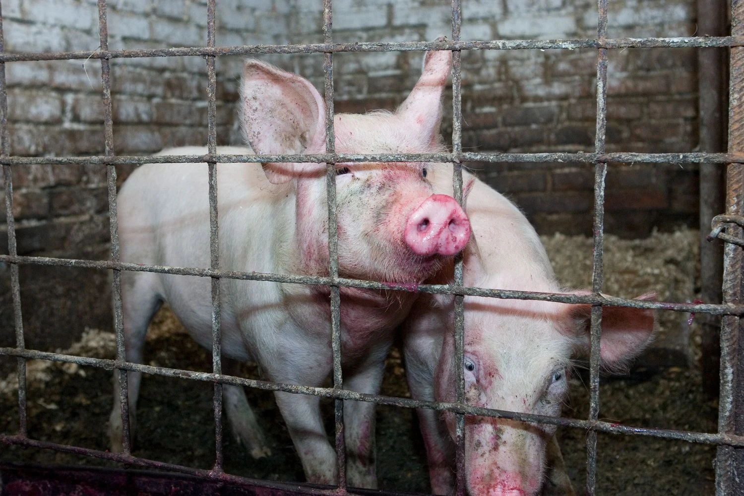 Vladimiro Ivanovo (VŽ) nuotr. 