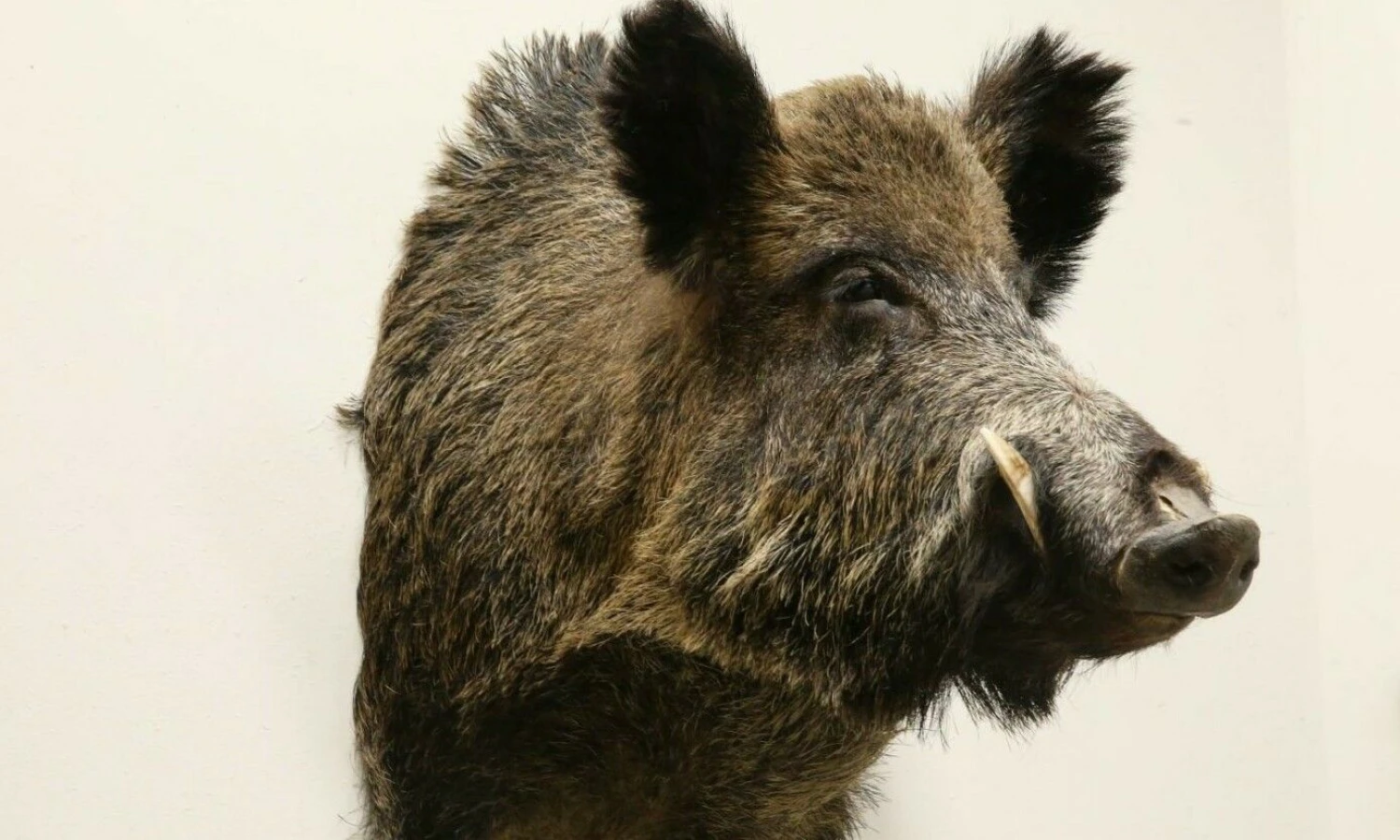 Kauno Tado Ivanausko zoologijos muziejuje. Vladimiro Ivanovo (VŽ) nuotr.