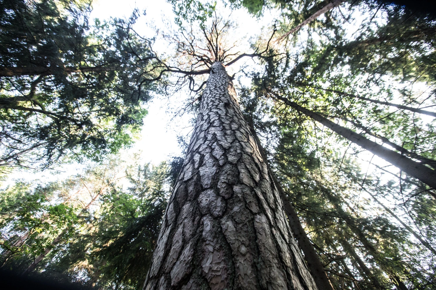 Analitikai pažymi, kad dabar taip pat yra tinkamas laikas apsvarstyti galimybę parduoti savo miško valdą. Taip yra esą ne tik dėl išaugusio susidomėjimo miško valdomis, įsigyjant jas kartu su žeme, bet ir dėl to, kad vis dar stagnuoja apvaliosiosios medienos rinka, medienos kainos žemos, t. y. žemiausios per kelerius pastaruosius metus ir nėra jokių ženklų, kad jos ims augti artimiausiu metu. Juditos grigelytės nuotr.