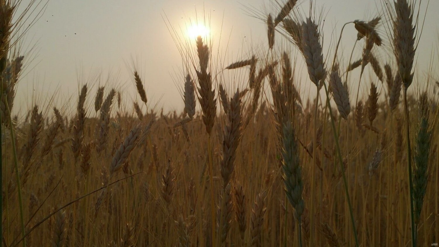 Javų laukas. Lino Butkaus (VŽ) nuotr.