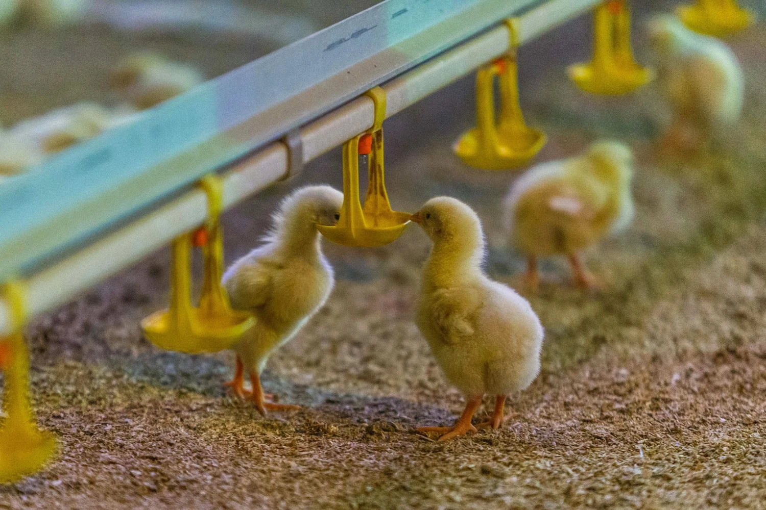 Vladimiro Ivanovo (VŽ) nuotr.