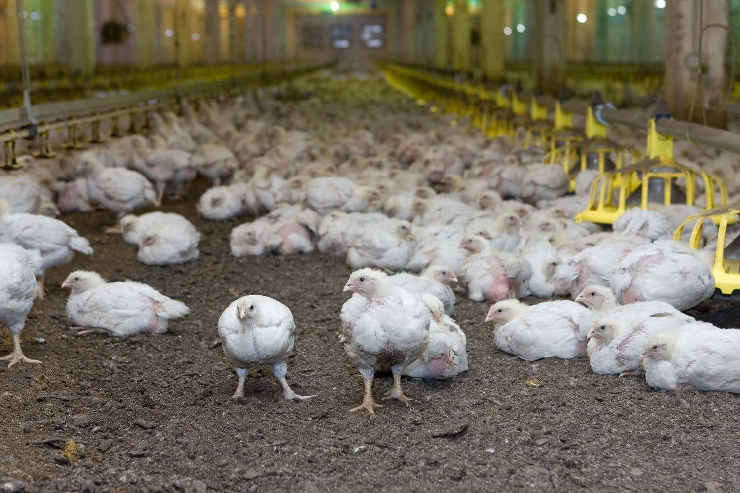 Juditos Grigelytės (VŽ) nuotr. 