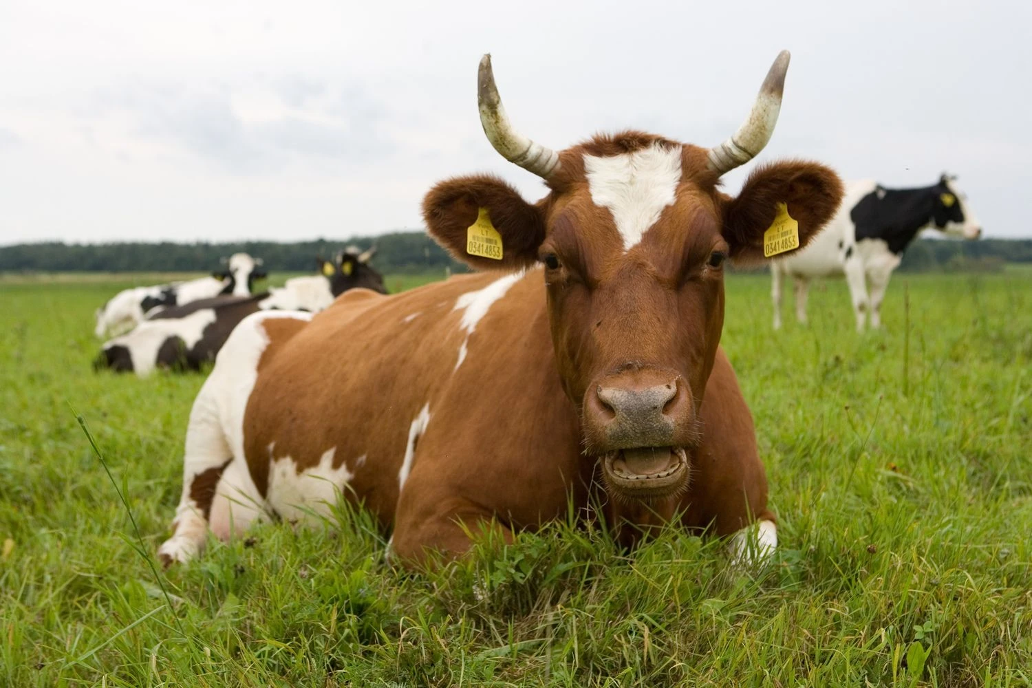 Juditos Grigelytės (VŽ) nuotr.