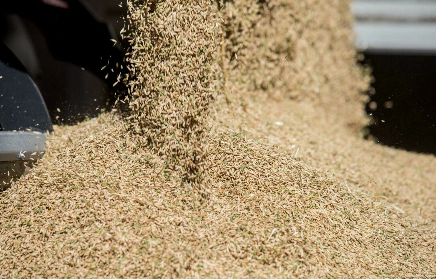 Juditos Grigelytės (VŽ) nuotr.