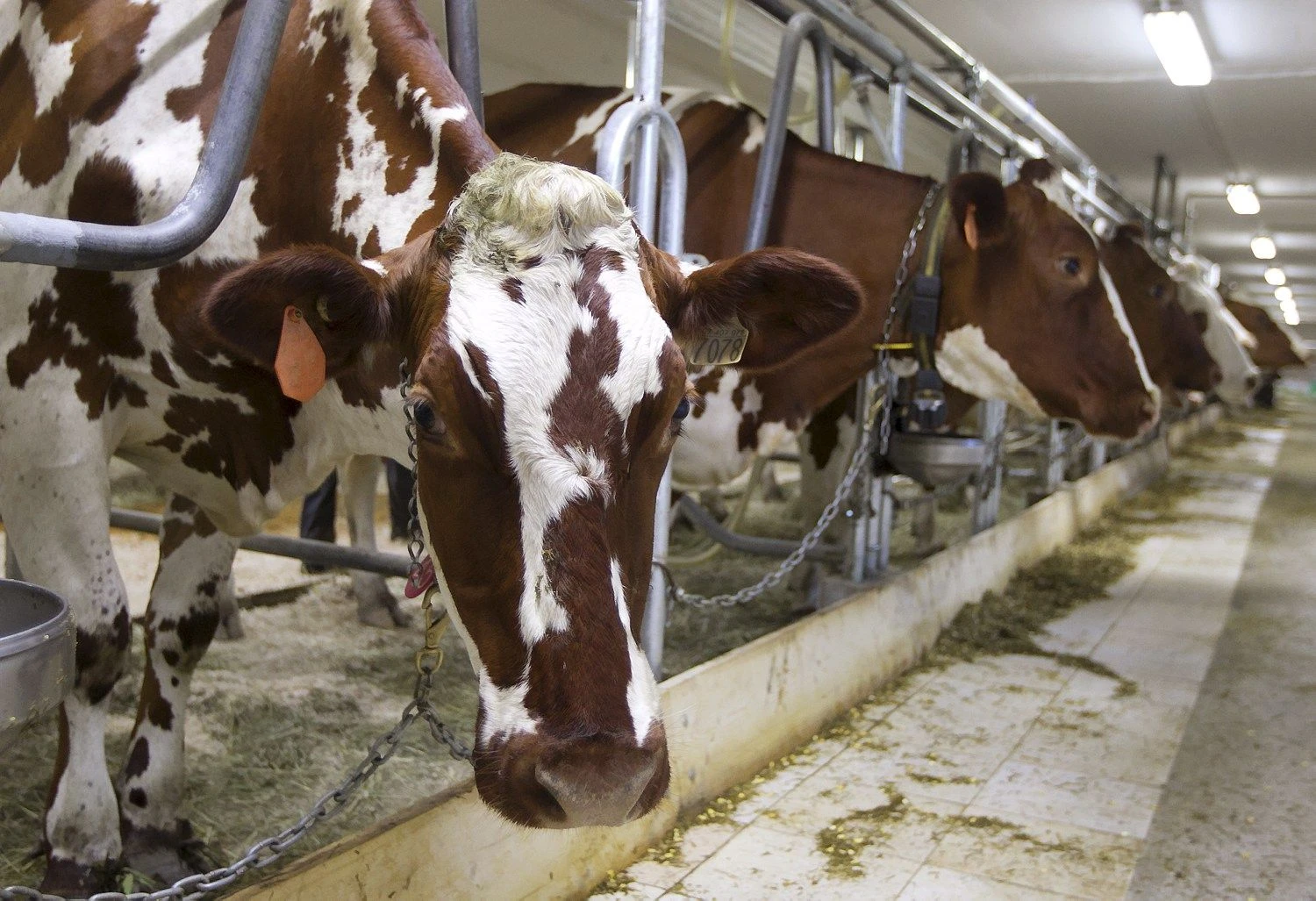 Christinne Muschi („Reuters“/„Scanpix“) nuotr