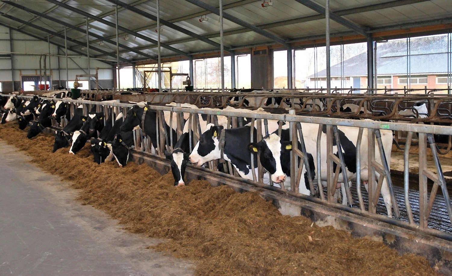 Robotai karves melžia 3 kartus per parą, šeria 16 kartų – žmonės taip prižiūrėti raguočių paprasčiausiai negali.
Arūno Milašiaus nuotr.