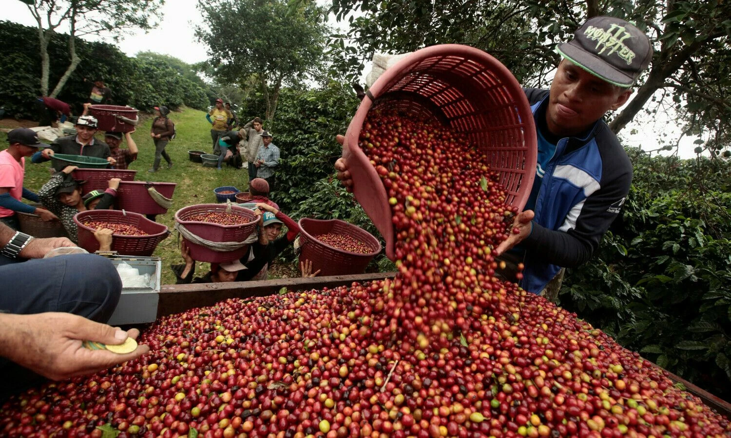Doka kavos plantacijoje Sabanilla de Alajuela, Kosta Rikoje, 2018 m. gruodžio 14 d. Juano Carloso Ulate („Reuters“ / „Scanpix“ nuotr.