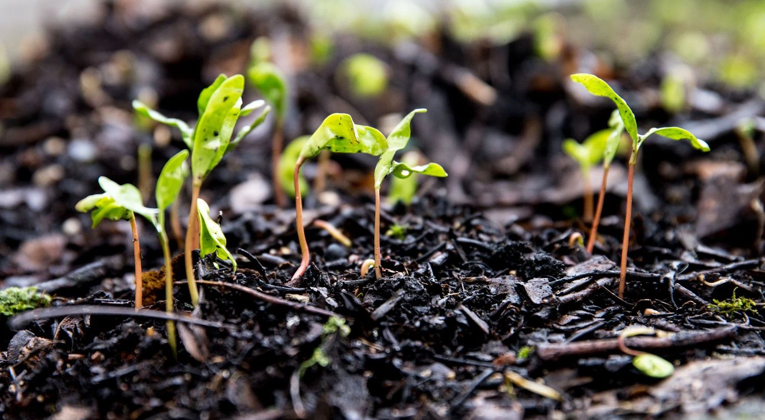 Juditos Grigelytės (VŽ) nuotr.