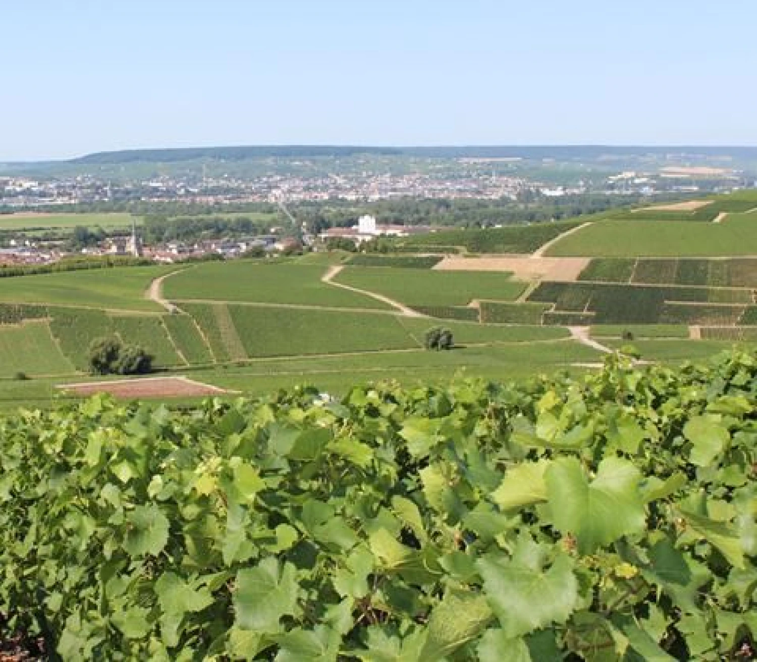 Garsieji Ay kaimo vynuogynai.