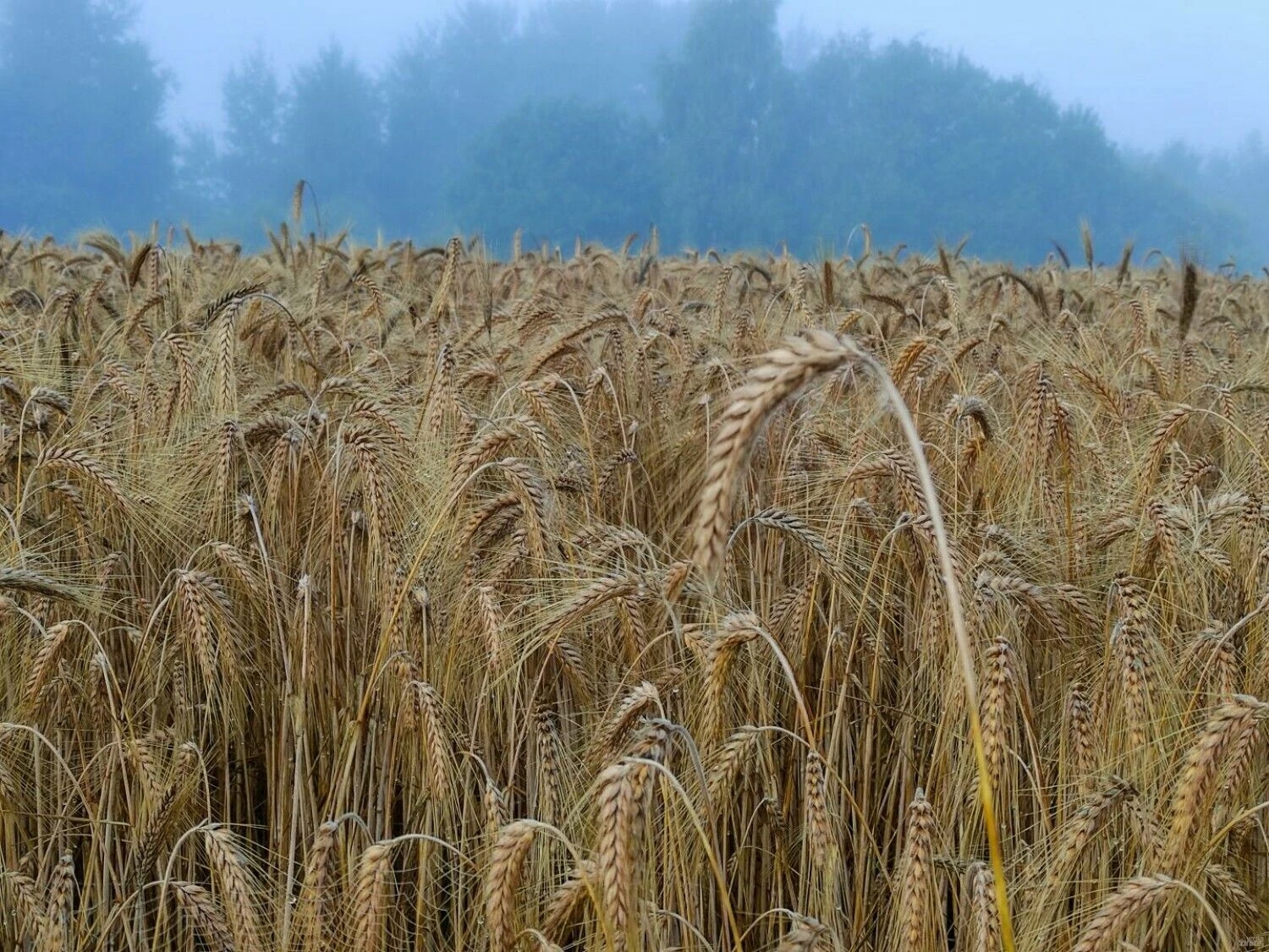 Vladimiro Ivanovo (VŽ) nuotr.