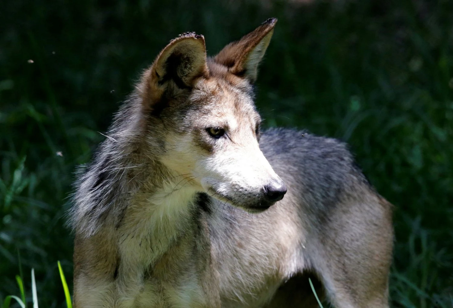 Henry Romero („Reuters“ / „Scanpix“) nuotr.