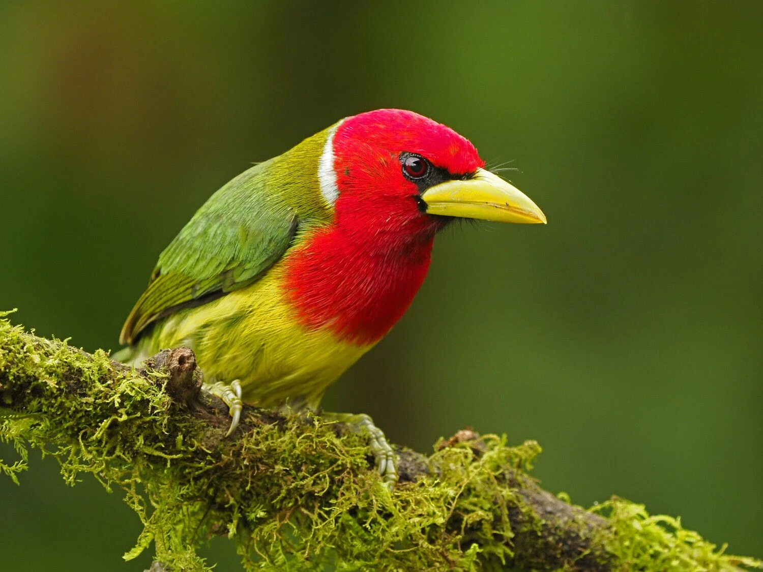 („Wildmanrouse“ / „Cover Images“ / „Scanpix“) nuotr.